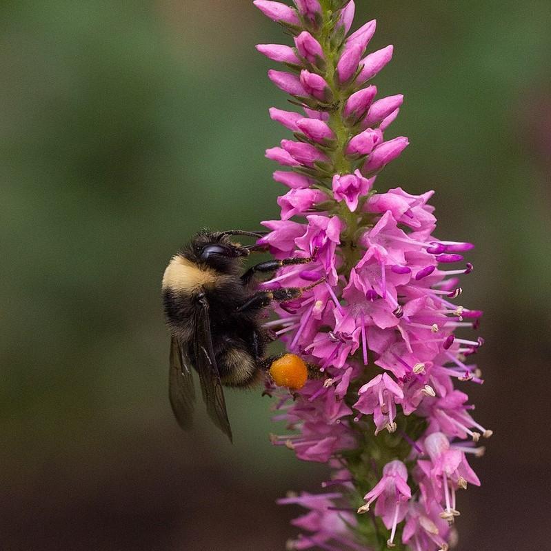 Veronica x 'First Love' ~ First Love Speedwell