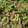 Epimedium versicolor 'Sulphureum' ~ Sulphureum Bishop's Hat