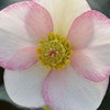 Helleborus x glandorfensis 'Coseh 5000' ~ HGC® Ice N' Roses® Picotee Hellebore