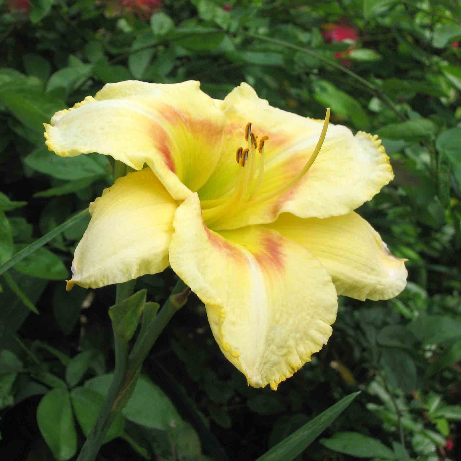 ｌｉｌｙ 　nella. x Garden of eden stella Hemerocallis 'Black Eyed Stella' ~ Black Eyed Stella Daylily