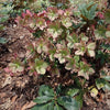 Helleborus x glandorfensis 'Coseh 5100' ~ HGC® Ice N' Roses® Dark Picotee Hellebore