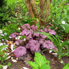 Heuchera 'Electric Plum' ~ Electric Plum Coral Bells