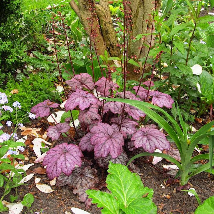 Heuchera 'Electric Plum' ~ Electric Plum Coral Bells