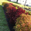 Solenostemon scutellarioides 'Main Street Beale Street’ ~ Main Street Beale Street™ Coleus
