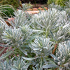 Euphorbia x martinii 'Glacier Blue' ~ Sahara™ Glacier Blue Euphorbia