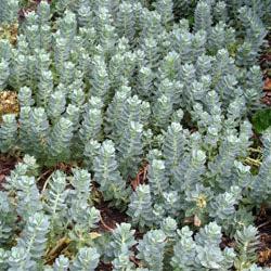 Euphorbia myrsinites ~ Donkey Tail Spurge