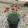 Dianthus 'Wp20 Ppa01‘ PPAF ~ Star Single™ Fire Star Imp. Dianthus