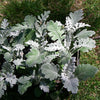 Senecio cineraria 'New Look' ~ New Look® Dusty Miller