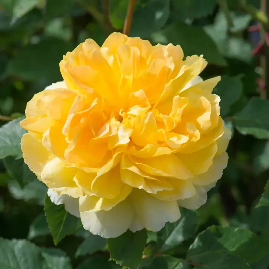 Rosa 'Ausmol' ~ Molineaux® Rose