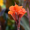 Canna x generalis 'Bronze Orange' ~ CANNOVA® Bronze Orange Canna Lily