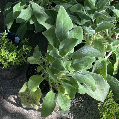 Stachys byzantina 'Big Ears' ~ Giant Lamb's Ear