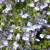 Veronica 'Waterperry Blue' ~ Waterperry Blue Veronica