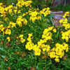 Erysimum cheiri 'Sugar Rush Yellow' ~ Sugar Rush™ Yellow Wallflower
