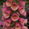 Digitalis 'Balroxose' ~ Arctic Fox Rose Foxglove