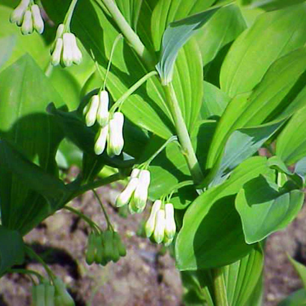 Polygonatum commutatum ~ Giant Soloman's Seal