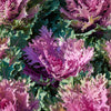 Brassica oleracea 'Coral Queen'~ Coral™ Queen Ornamental Kale