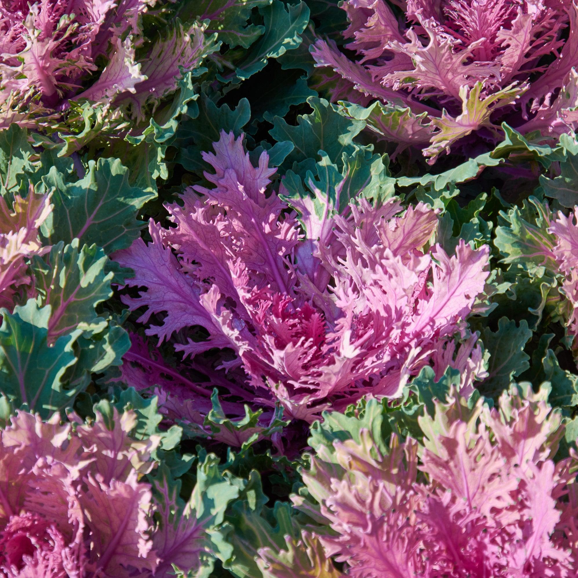 Brassica oleracea 'Coral Queen'~ Coral™ Queen Ornamental Kale
