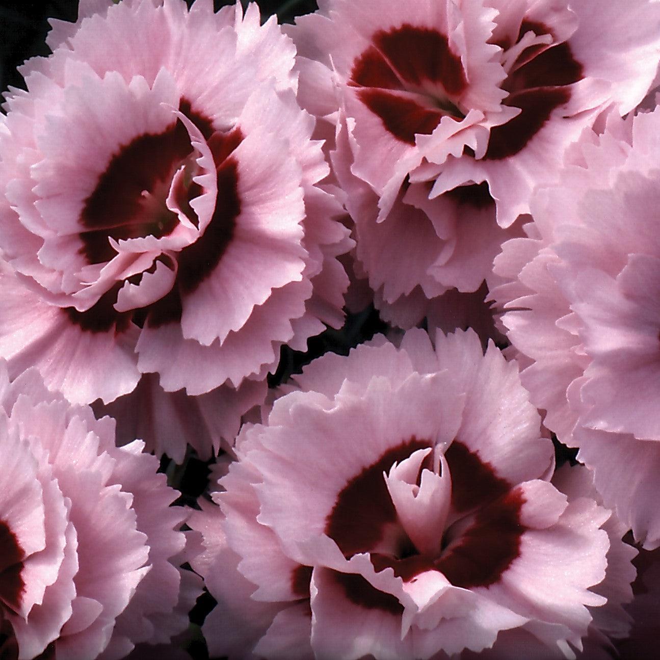 Dianthus x 'Devon Yolande' ~ Scent First® Raspberry Surprise