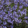 Veronica 'Blue Yonder' PP#27284 ~ Blue Yonder Speedwell