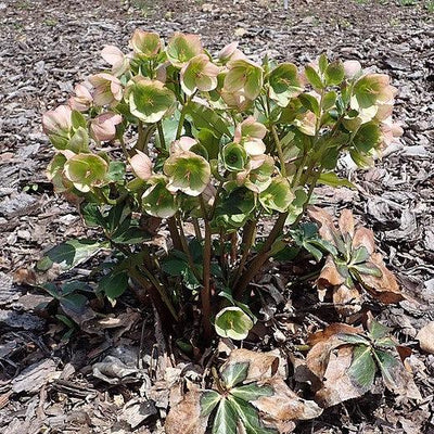 Helleborus x glandorfensis 'Coseh 5000' ~ HGC® Ice N' Roses® Picotee Hellebore