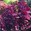 Solenostemon scutellarioides 'Main Street Beale Street’ ~ Main Street Beale Street™ Coleus