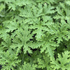 Pelargonium graveolens 'Citronella' ~ Citronella Scented Geranium
