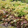Epimedium versicolor 'Sulphureum' ~ Sulphureum Bishop's Hat