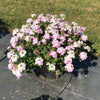 Verbena peruviana 'Balendish' PP25839 ~ EnduraScape™ White Blush Verbena