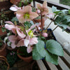 Helleborus x ericsmithii 'BLT02' ~ Angel Glow® Lenten Rose