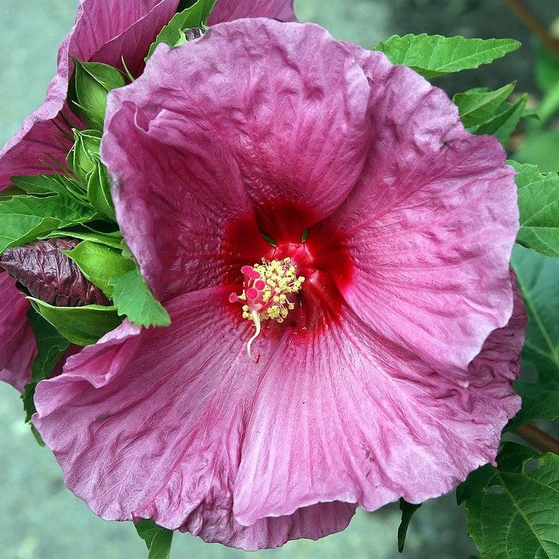 Hibiscus x 'Fantasia' ~ Fantasia Hibiscus – Riverbend Nursery