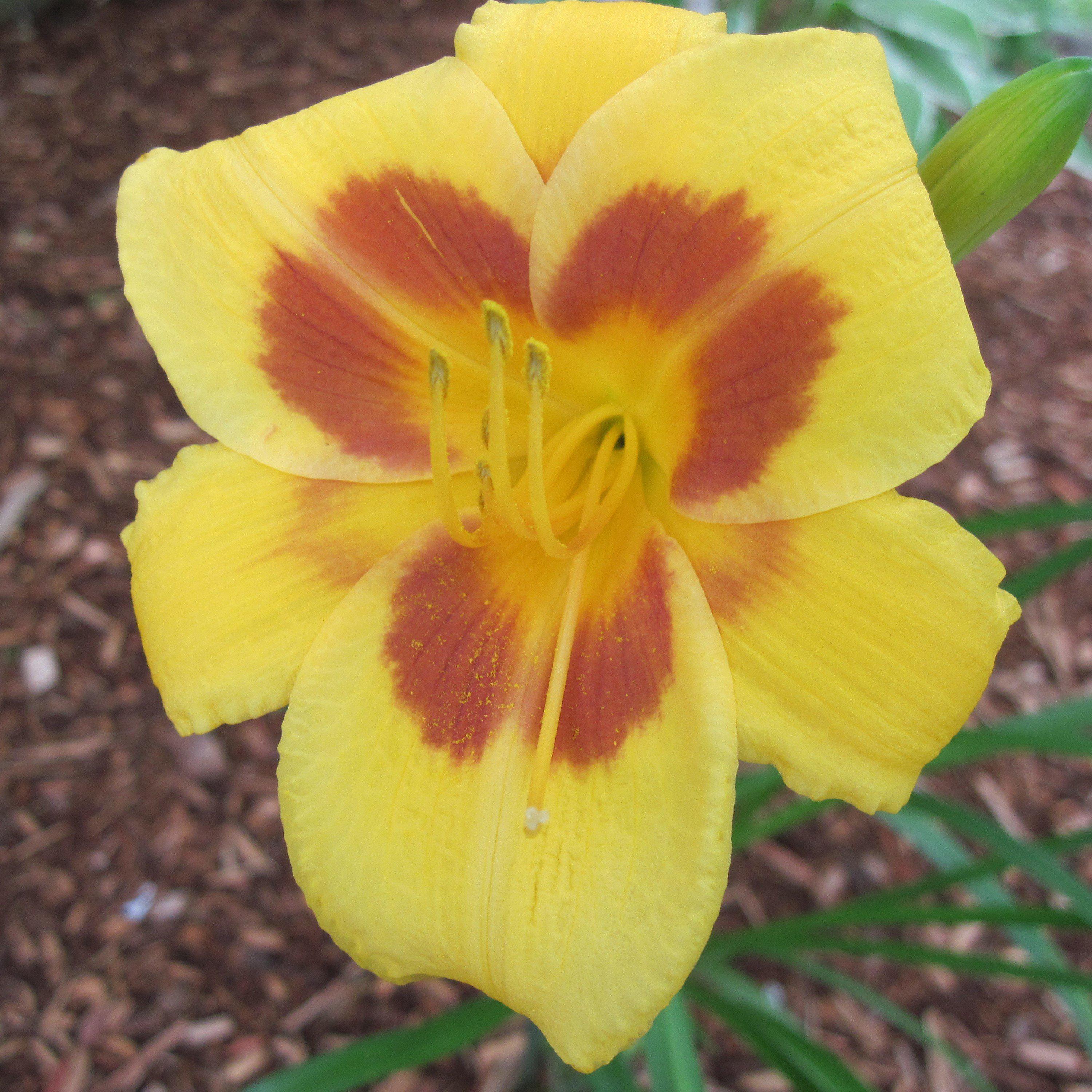 Hemerocallis 'Black Eyed Stella' ~ Black Eyed Stella Daylily