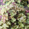 Heuchera x 'Marmalade' ~ Marmalade Coral Bells