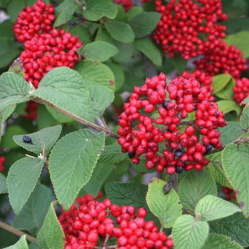 Viburnum × rhytidophylloides 'Red Balloon' ~ Red Ballon Viburnum