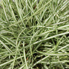 Carex oshimensis 'Everlite' PP28,568 ~ Evercolor® Everlite Variegated Sedge