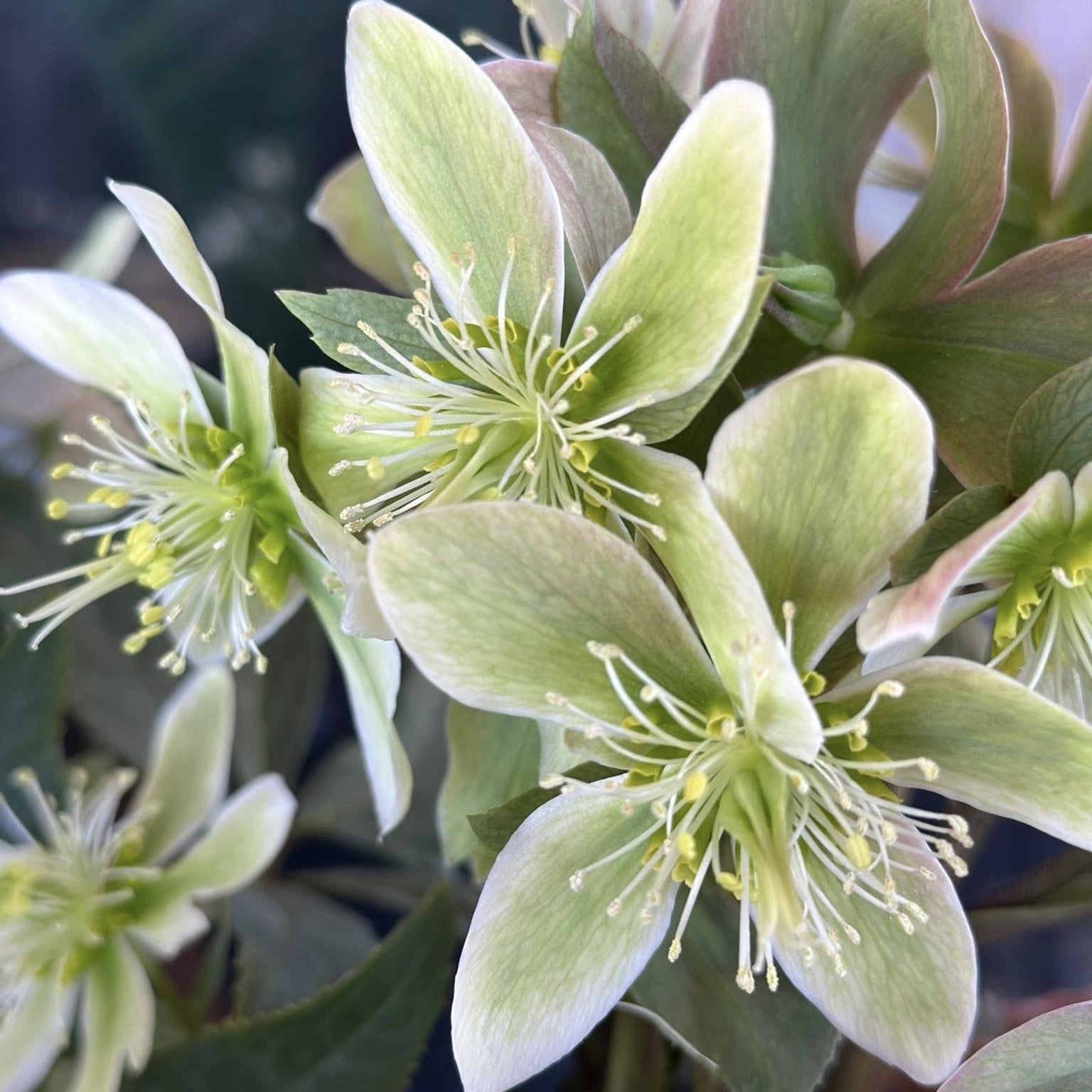 Helleborus niger 'Winter Star' ~ Winter Star Lenten Rose