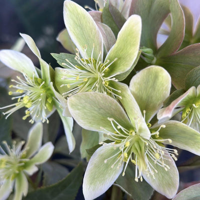 Helleborus niger 'Winter Star' ~ Winter Star Lenten Rose