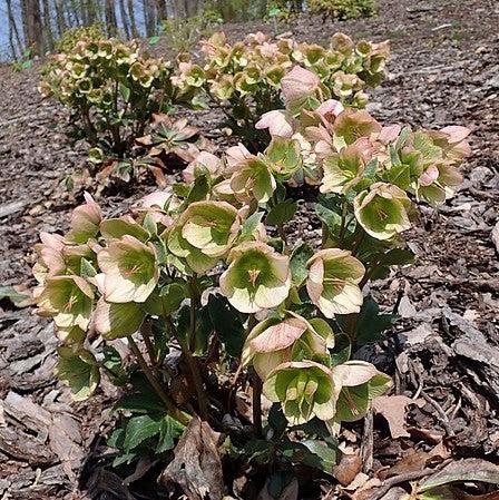 Helleborus x glandorfensis 'Coseh 5000' ~ HGC® Ice N' Roses