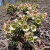 Helleborus x glandorfensis 'Coseh 5000' ~ HGC® Ice N' Roses® Picotee Hellebore