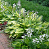 Hosta x 'Brother Stefan' ~ Brother Stefan Hosta