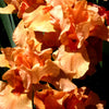 Iris germanica 'Many Mahalos' ~ Many Mahalos Bearded Iris
