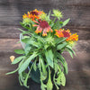 Gaillardia 'Copper Sun' ~ Spintop™ Copper Sun Blanket Flower