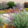 Salvia leucantha 'Santa Barbara' PP #12,949 ~ Santa Barbara Mexican Bush Sage