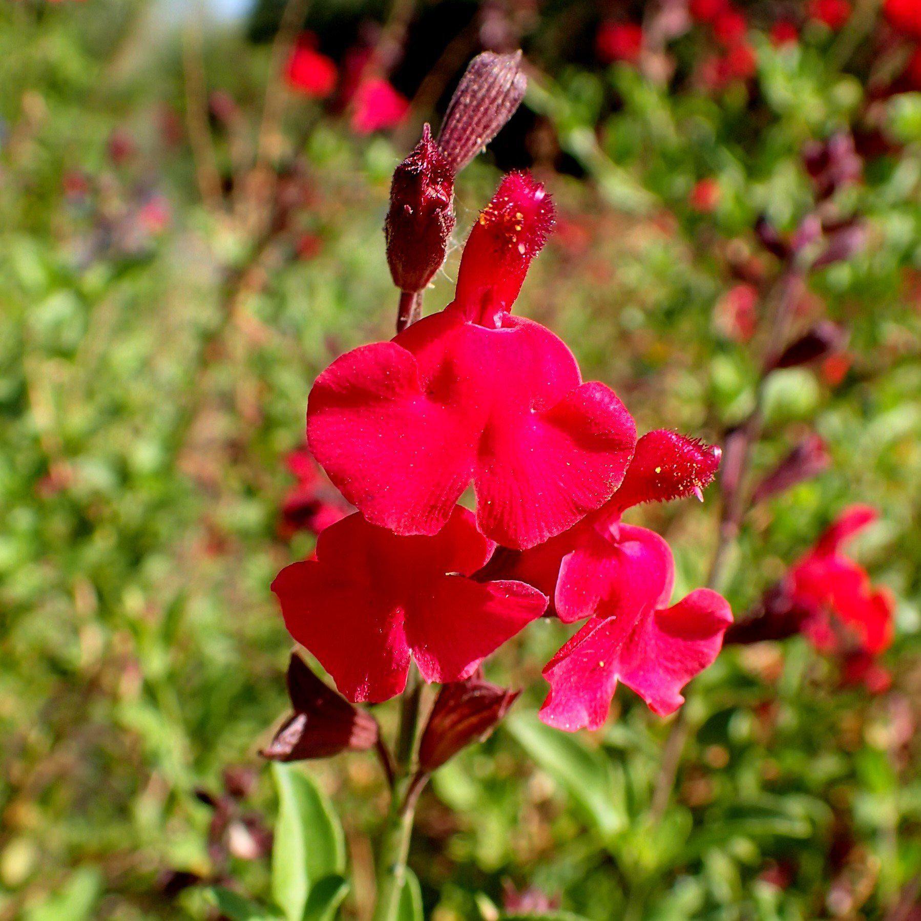 Salvia greggii 'Radio Red' ~ Radio Red Autumn Sage