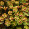 Euphorbia x martinii ‘Nothowlee’ ~ Sahara™ Blackbird Euphorbia