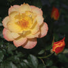Rosa 'Chewnicebell' PP26532 ~ PW® Color Choice® OSO Easy Italian Ice® Rose