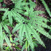 Adiantum x mariesii ~ Hardy Maidenhair Fern