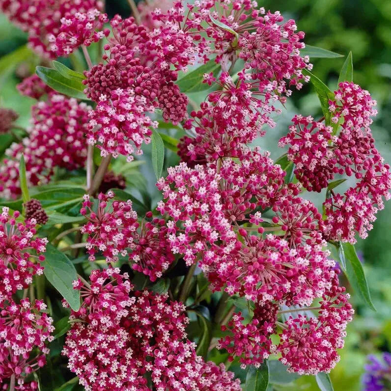 Asclepias incarnata 'Soul Mate' ~ Soul Mate Swamp Milkweed