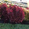 Solenostemon scutellarioides 'Main Street Beale Street’ ~ Main Street Beale Street™ Coleus