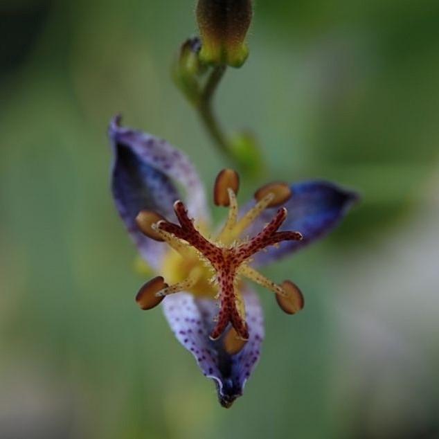 Tricyrtis formosana 'Samurai' ~ Samurai Toad Lily