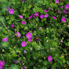 Geranium sanguineum 'New Hampshire Purple' ~ New Hampshire Purple Geranium